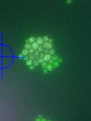 Saccharomyces cerevisiae