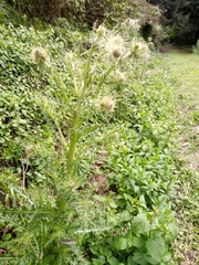 Cirsium nivale