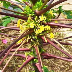 Carica papaya