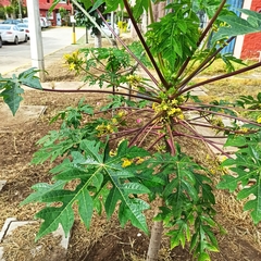Carica papaya