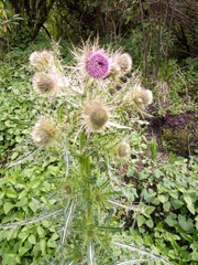 Cirsium nivale