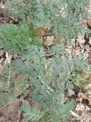 Conium maculatum