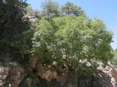 Acer granatense