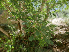 Acer granatense