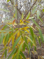 Salix laevigata