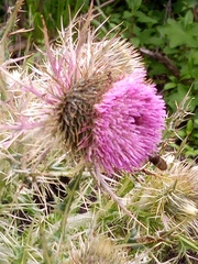 Cirsium nivale