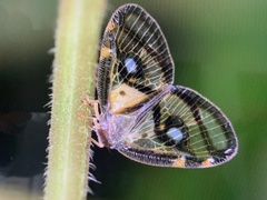 Euricania ocellus