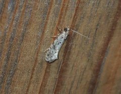 Nemapogon granella