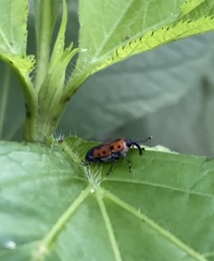 Rhodobaenus quinquepunctatus