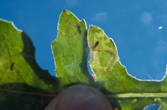 Phytomyza syngenesiae