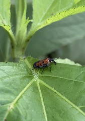 Rhodobaenus quinquepunctatus