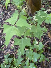 Erythrina herbacea