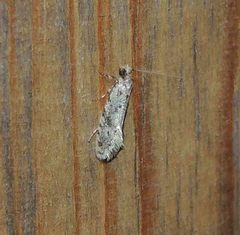 Nemapogon granella