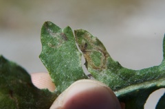 Phytomyza syngenesiae