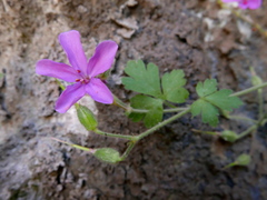 Geranium cataractarum