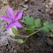 Geranium cataractarum - Photo (c) Jorge Calvo Yuste,  זכויות יוצרים חלקיות (CC BY-NC), הועלה על ידי Jorge Calvo Yuste