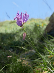 Polygala boissieri