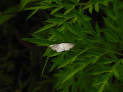 Ptychamalia perlata