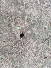 Talpa europaea