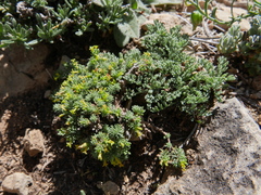 Thymelaea granatensis