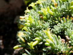 Thymelaea granatensis