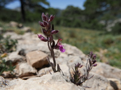 Teucrium webbianum