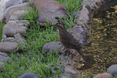 Upucerthia saturatior