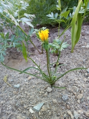 Nothocalais alpestris