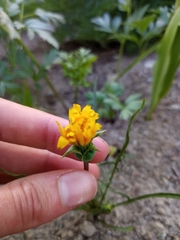 Nothocalais alpestris