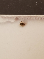 Salticidae
