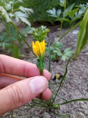 Nothocalais alpestris