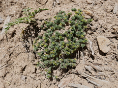 Thymelaea granatensis