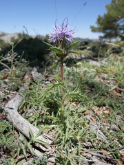 Carthamus caeruleus