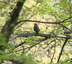 Turdus hortulorum