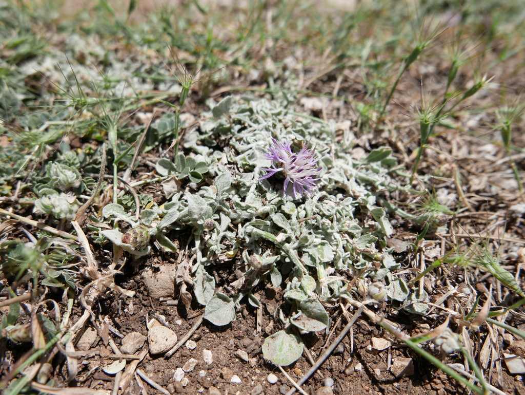 Centaurea jaennensis