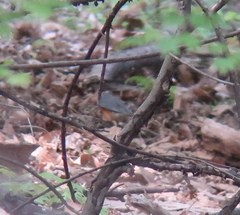 Turdus hortulorum
