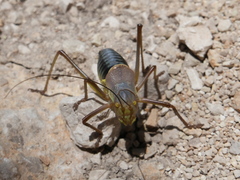 Albarracinia zapaterii