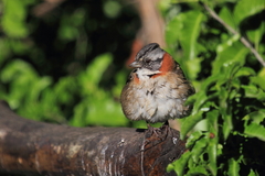 Zonotrichia capensis chilensis