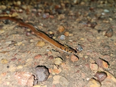 Suta punctata