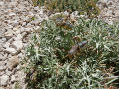 Albarracinia zapaterii