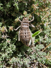 Pycnogaster sanchezgomezi constricta