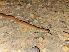 Suta punctata