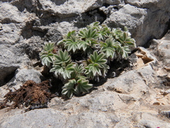 Potentilla caulescens