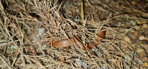Little Spotted Snake