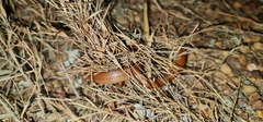 Suta punctata