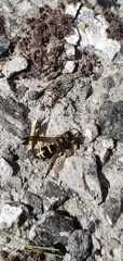 Ancistrocerus trifasciatus