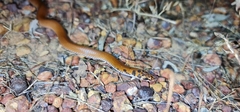 Suta punctata