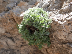 Potentilla caulescens