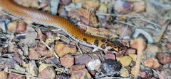 Suta punctata
