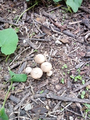 Psathyrella